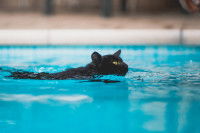 Un chat noir en difficulté dans une piscine