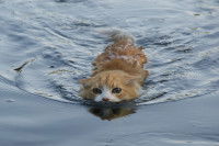 Un chat en train de nager dans un lac