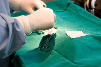 Un vétérinaire en train d'opérer un chat