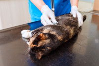 Un vétérinaire examine un chat sous anesthésie