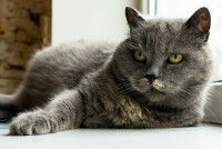 Un vieux chat gris allongé devant une fenêtre