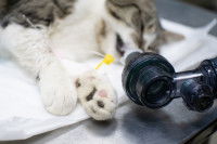 Un chat sous anesthésie lors d'une opération