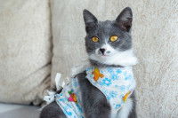 Un chat gris et blanc avec un body après une opération