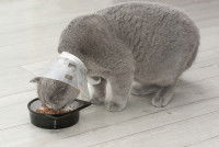 Un chat gris avec une collerette mange dans sa gamelle