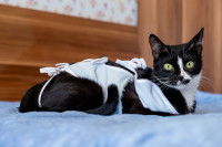 Un chat noir avec un body après une opération