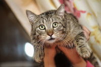 Quand consulter un ostéopathe pour chat ?