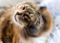 Un chat calico avec une otite secoue la tête