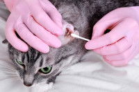 Une personne nettoie l'oreille d'un chat avec un coton tige et des gants
