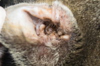 Un chat avec une oreille sale à cause de la gale
