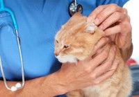 Un vétérinaire examine l'oreille d'un chat roux