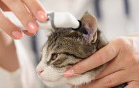 Une femme vétérinaire examine l'oreille d'un chat