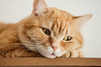 Un chat malade est allongé sur une table
