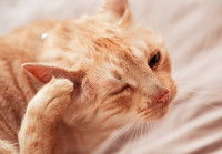 Un chat roux se gratte l'oreille avec sa patte