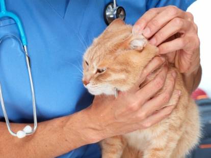 Otite chez le chat : causes, symptômes et traitements