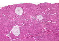 Le pancréas d'un chat