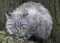 Un chat tigré tout mouillé