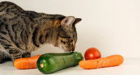 Un chat tigré reniflant des légumes