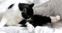 Un chat noir et blanc dérangé par un parasite sur son ventre