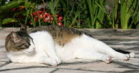 Un gros chat tigré blanc couché au sol