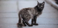Un petit chat tout frêle a la peau grasse