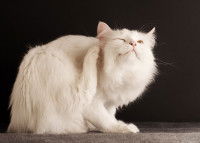 Un chat blanc à poil long se frottant l'oreille