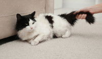 Une maitresse tirant son chat blanc et noir par la queue