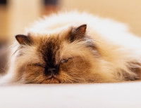 Un chat à poil long affalé de tout son long
