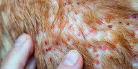 Un chat souffrant de morsures de puces