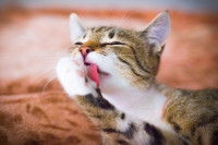 Un chat tigré se léchant la patte