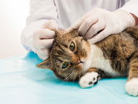 Un vétérinaire regarde les pellicules d'un chat tigré