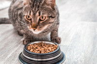 Un chat tigré mangeant des croquettes