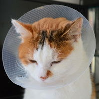 Un chat tricolore avec une collerette