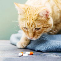 Un chat tigré roux reniflant des comprimés