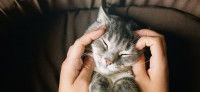 Une maitresse inspecte le pelage de son chat tigré
