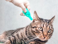 Une maitresse appliquant un produit anti-puces sur son chat tigré