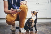 Un chat tricolore attendant son repas