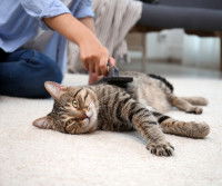 Un maitre brossant les poils de son chat