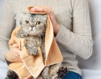 Une maitresse essuyant son chat après l'avoir lavé