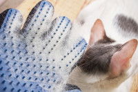 Un maitre utilisant un gant spécial pour brosser les chats