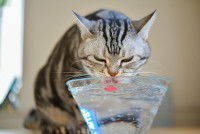 Un chat boit de l'eau fraîche dans un bol en verre