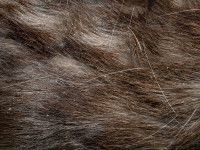 Une maitresse trouvant des pellicules dans le pelage de son chat