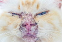 Un chat roux avec un pemphigus sur le museau