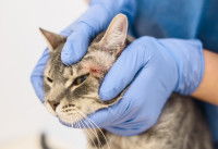 Un vétérinaire examine la peau d'un chat malade