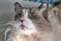 Un chat aux yeux bleus avec des lésions sur la peau du visage