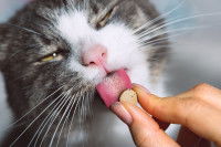Une femme donne un comprimé à un chat