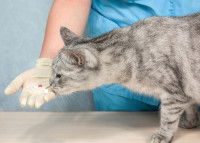 Un vétérinaire donne des médicaments à un chat tigré
