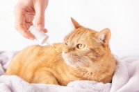 Une femme donne de l'huile de CBD à un chat roux