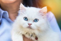 Une femme tient dans ses bras un beau chat blanc aux yeux bleus