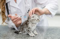 Une vétérinaire en train de vacciner un chaton