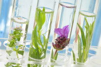 Des tubes à essai contenant des plantes et des fleurs